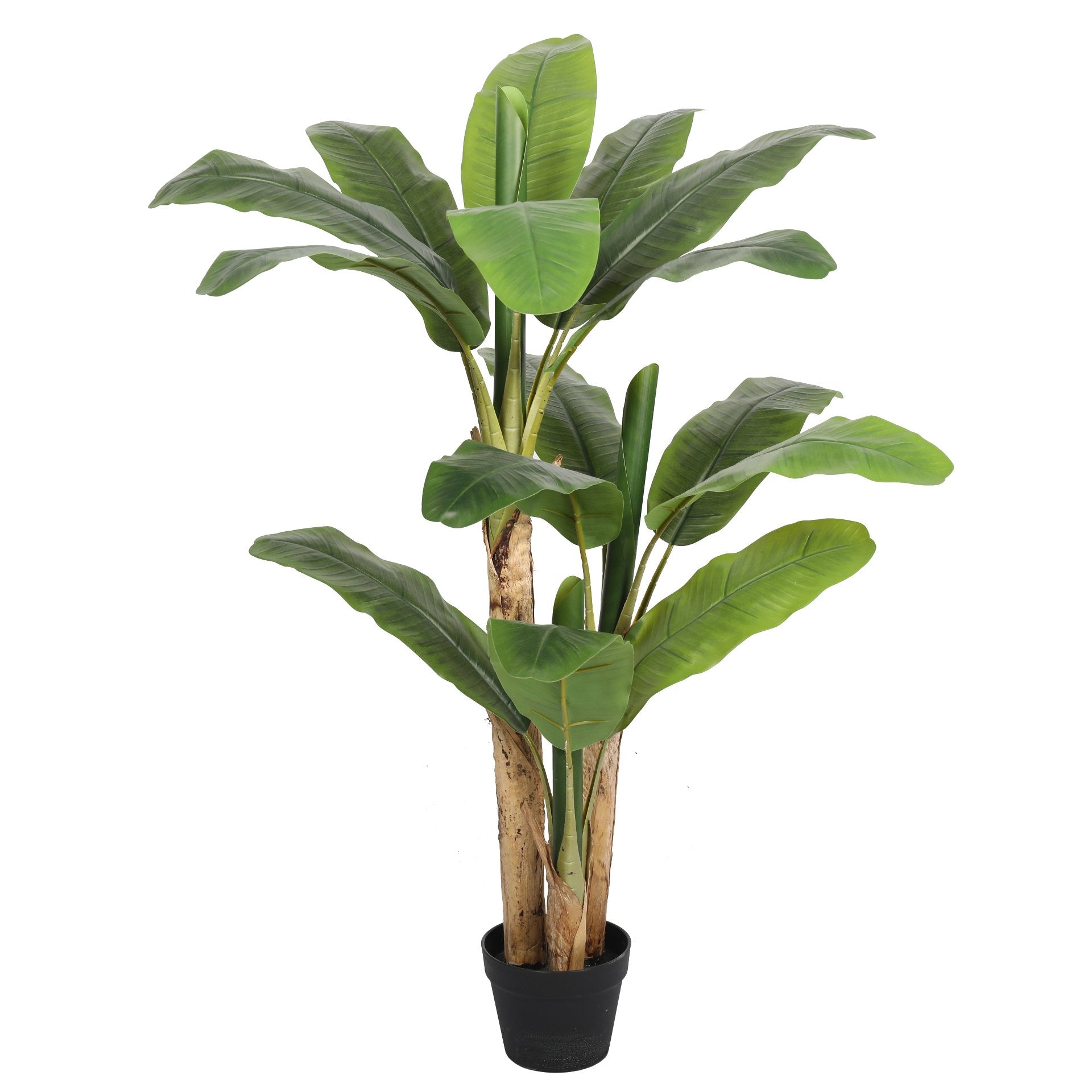 Banana Tree 120cms