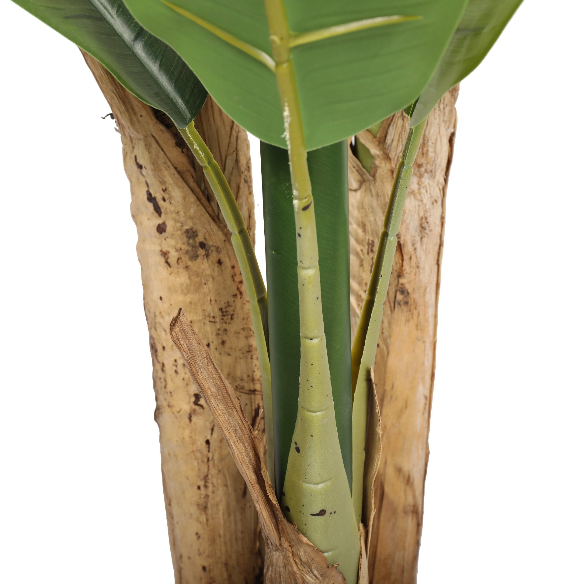 Banana Tree 120cms