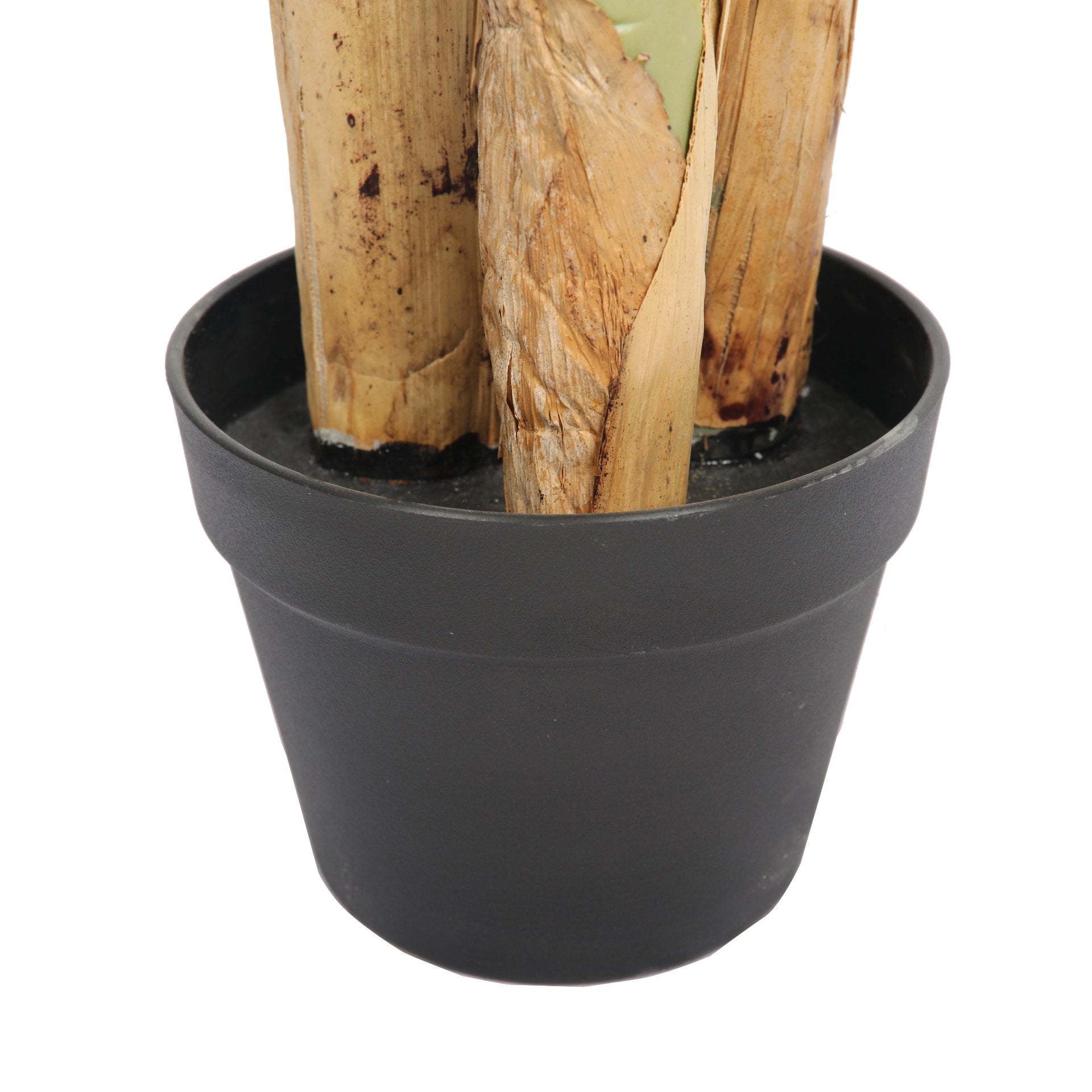 Banana Tree 120cms