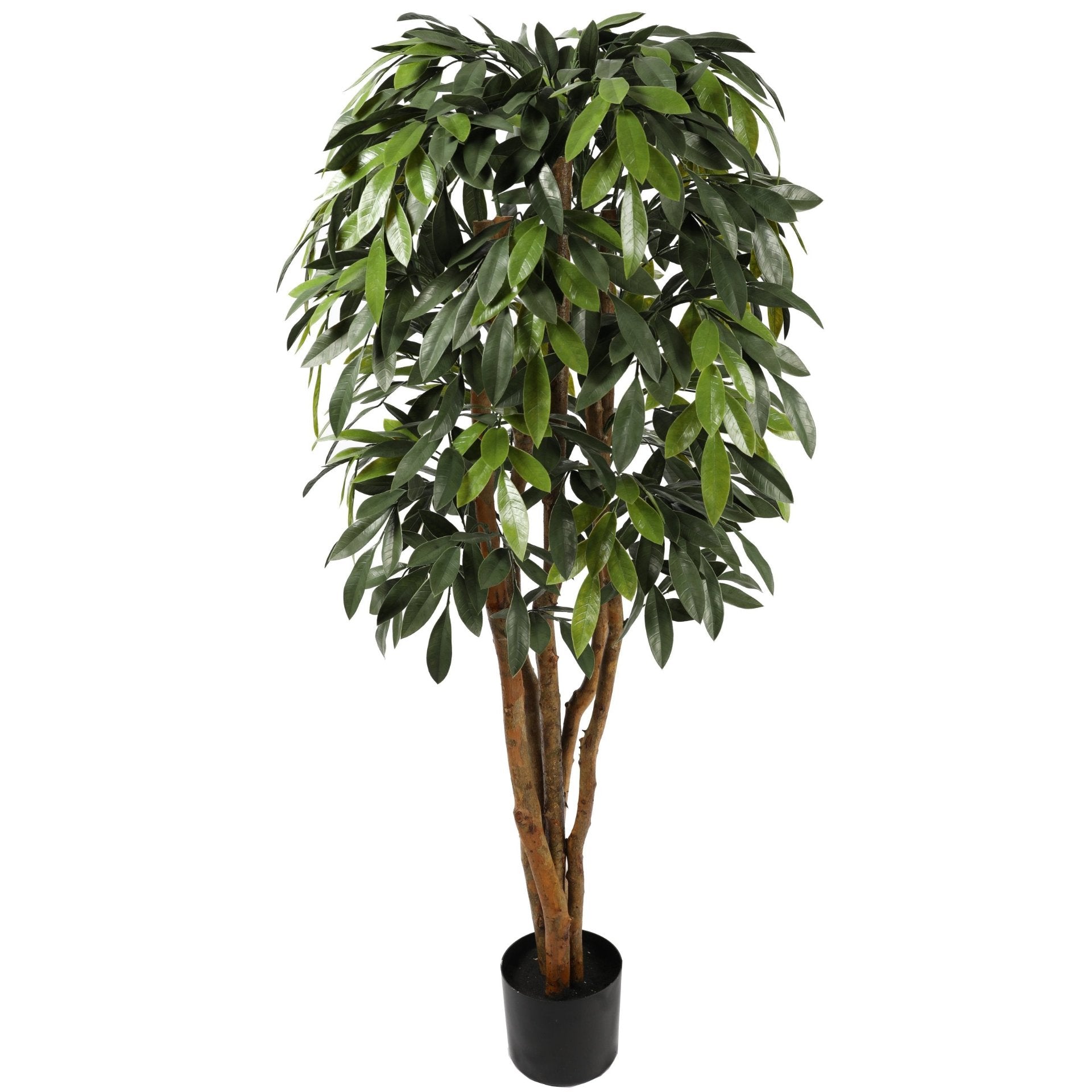 Ficus Premium 150cms, con filtro UV