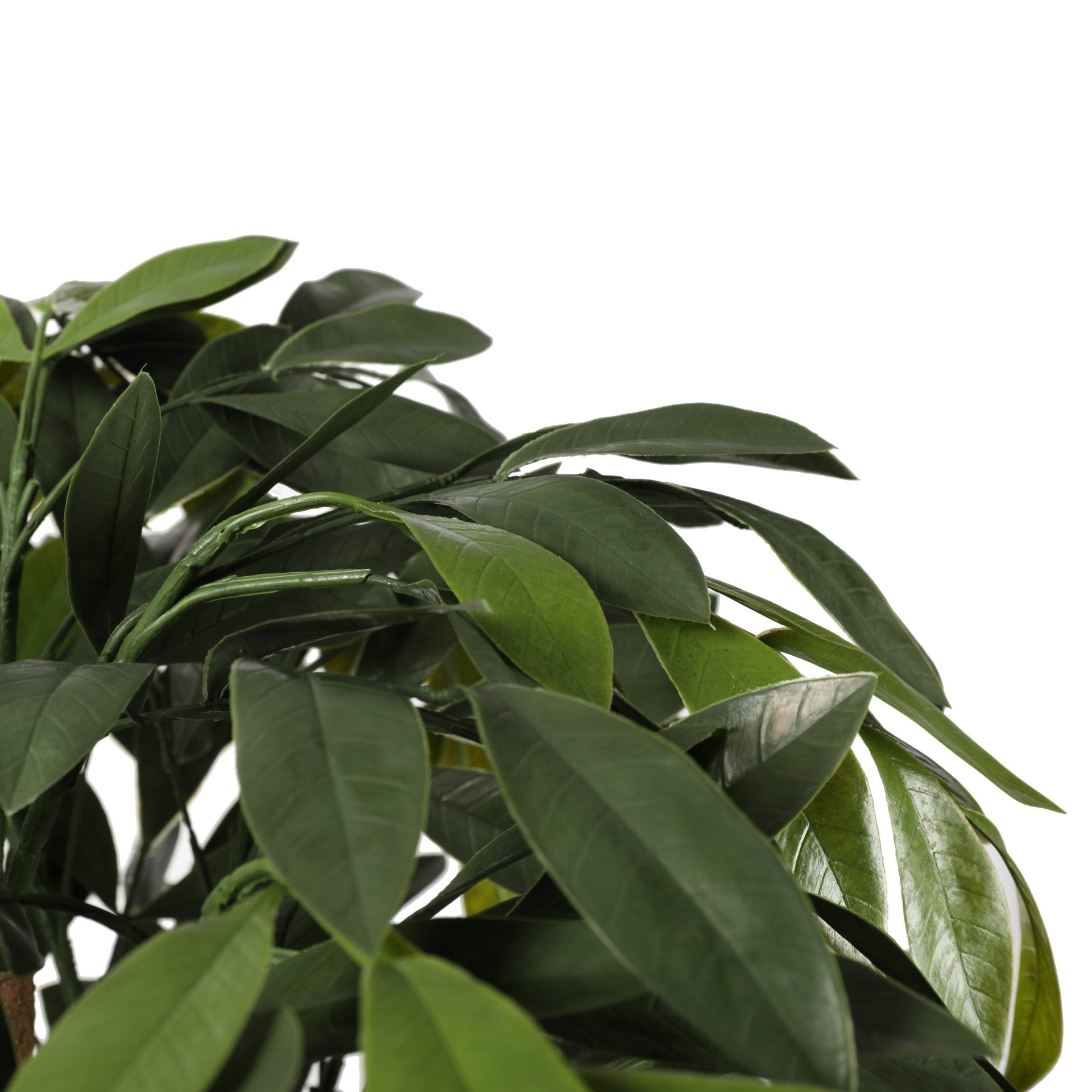 Ficus Premium 150cms, con filtro UV