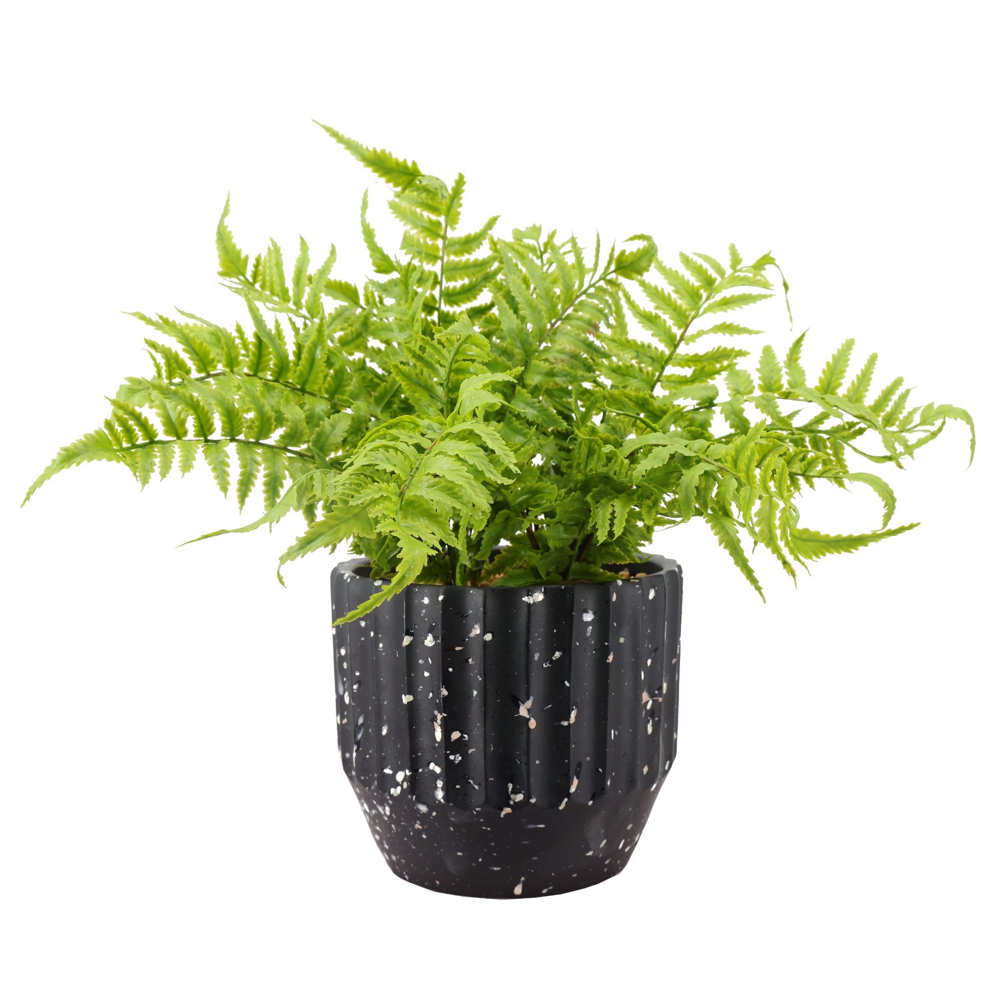 Helecho Irene 39cms, con macetero de cemento
