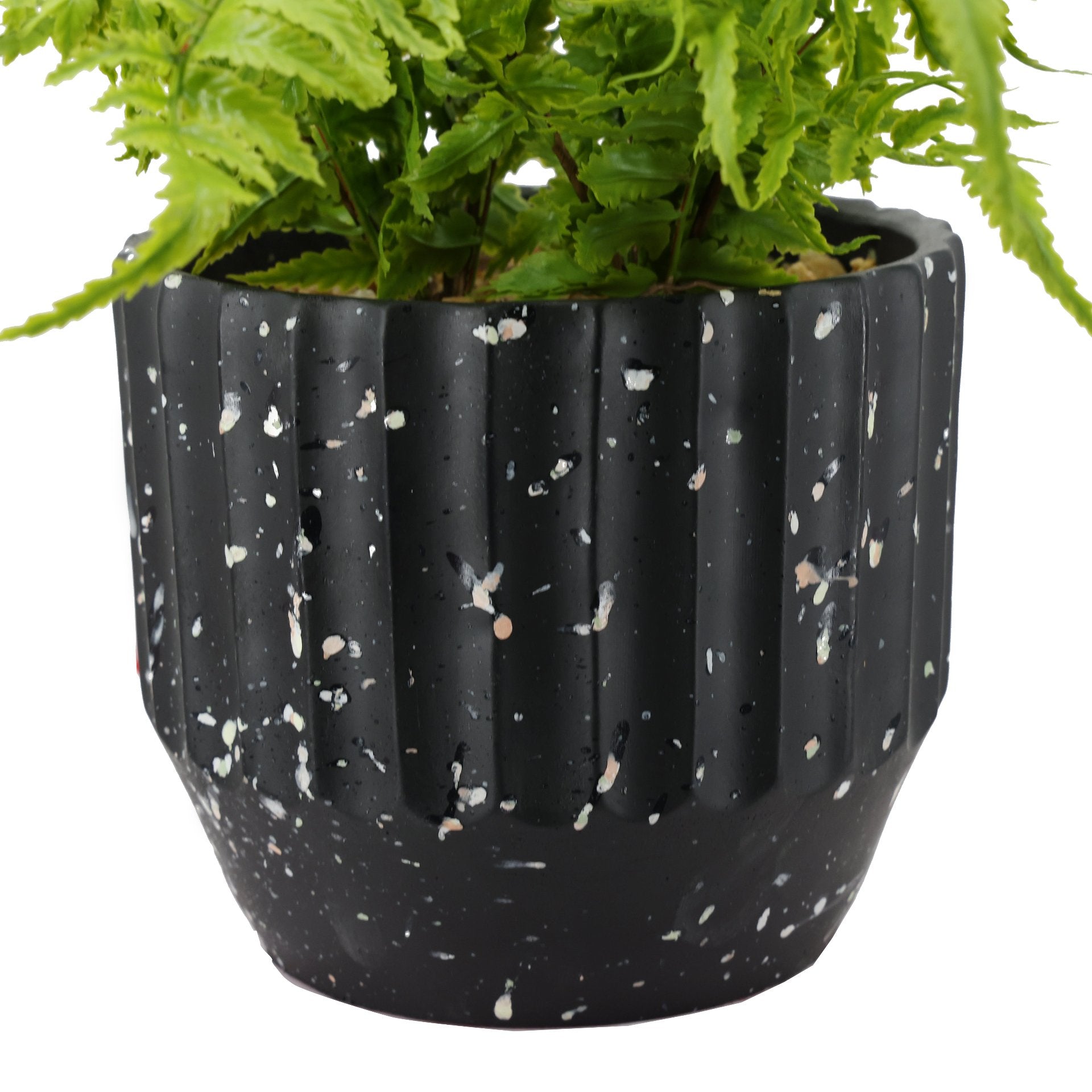 Helecho Irene 39cms, con macetero de cemento