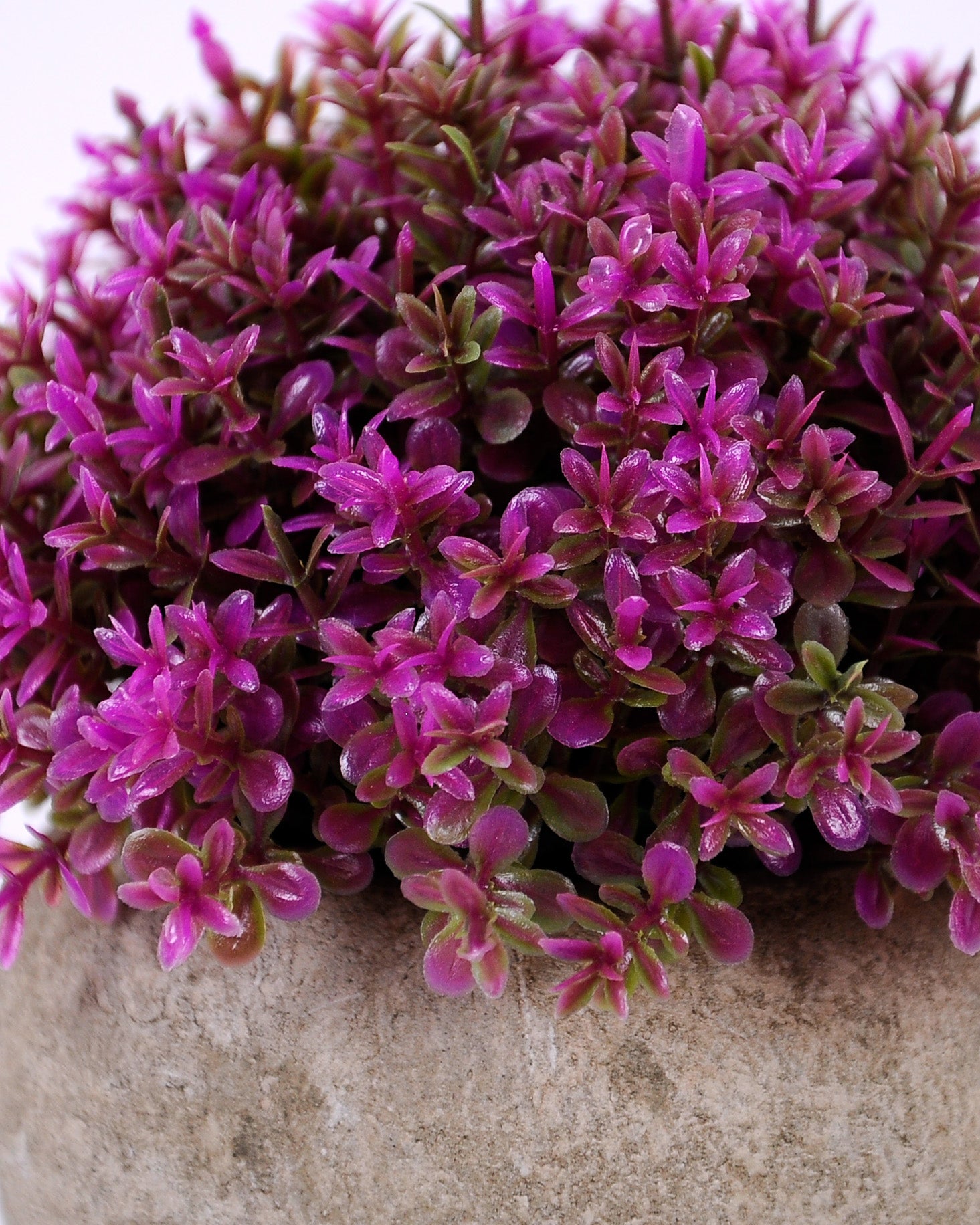 Grass Morado Con Macetero (12 Cm)