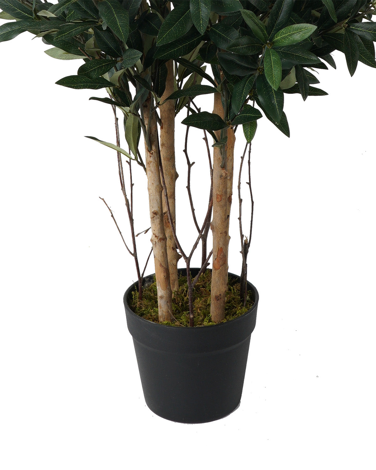 Olivo (93 Cm)