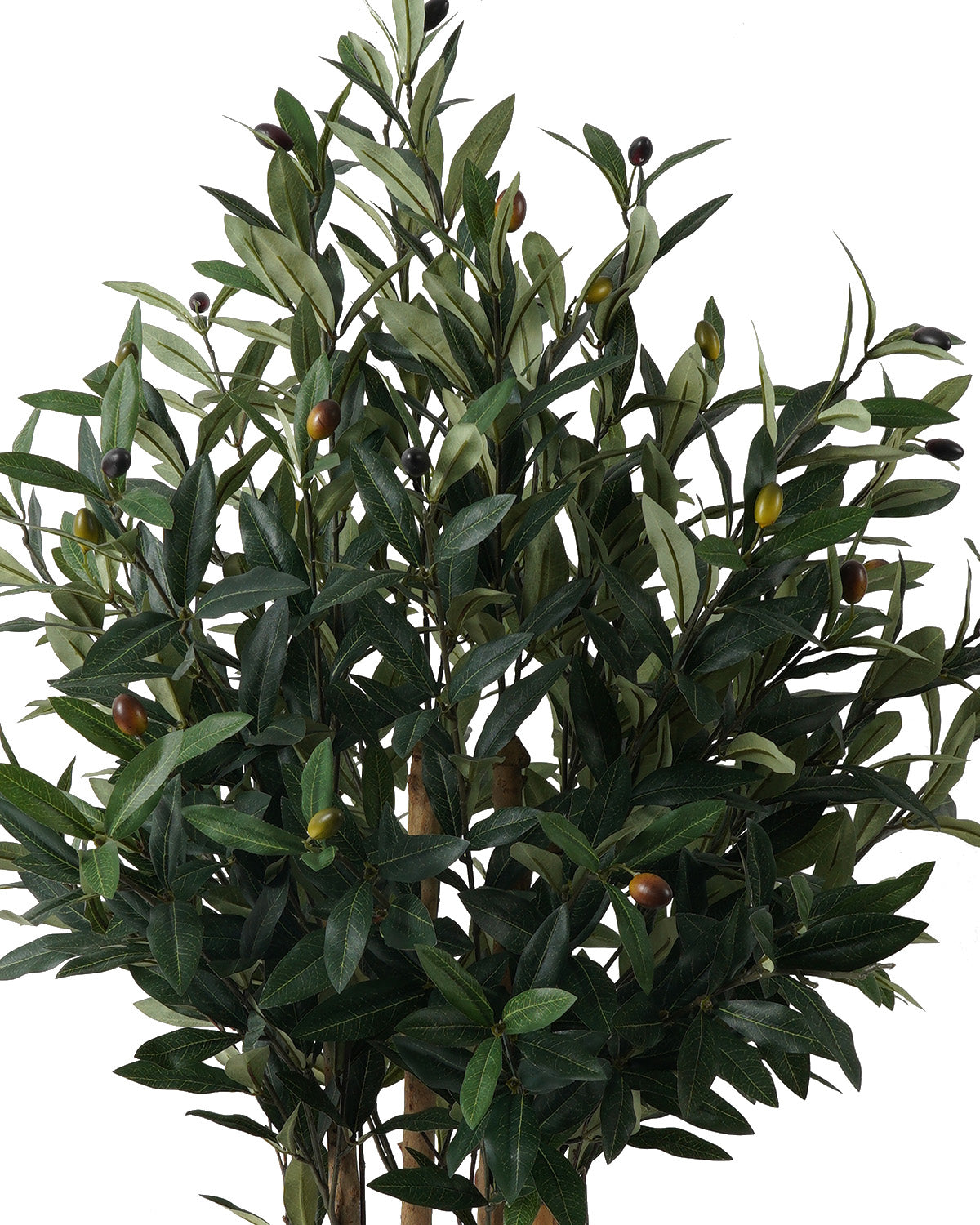 Olivo (93 Cm)