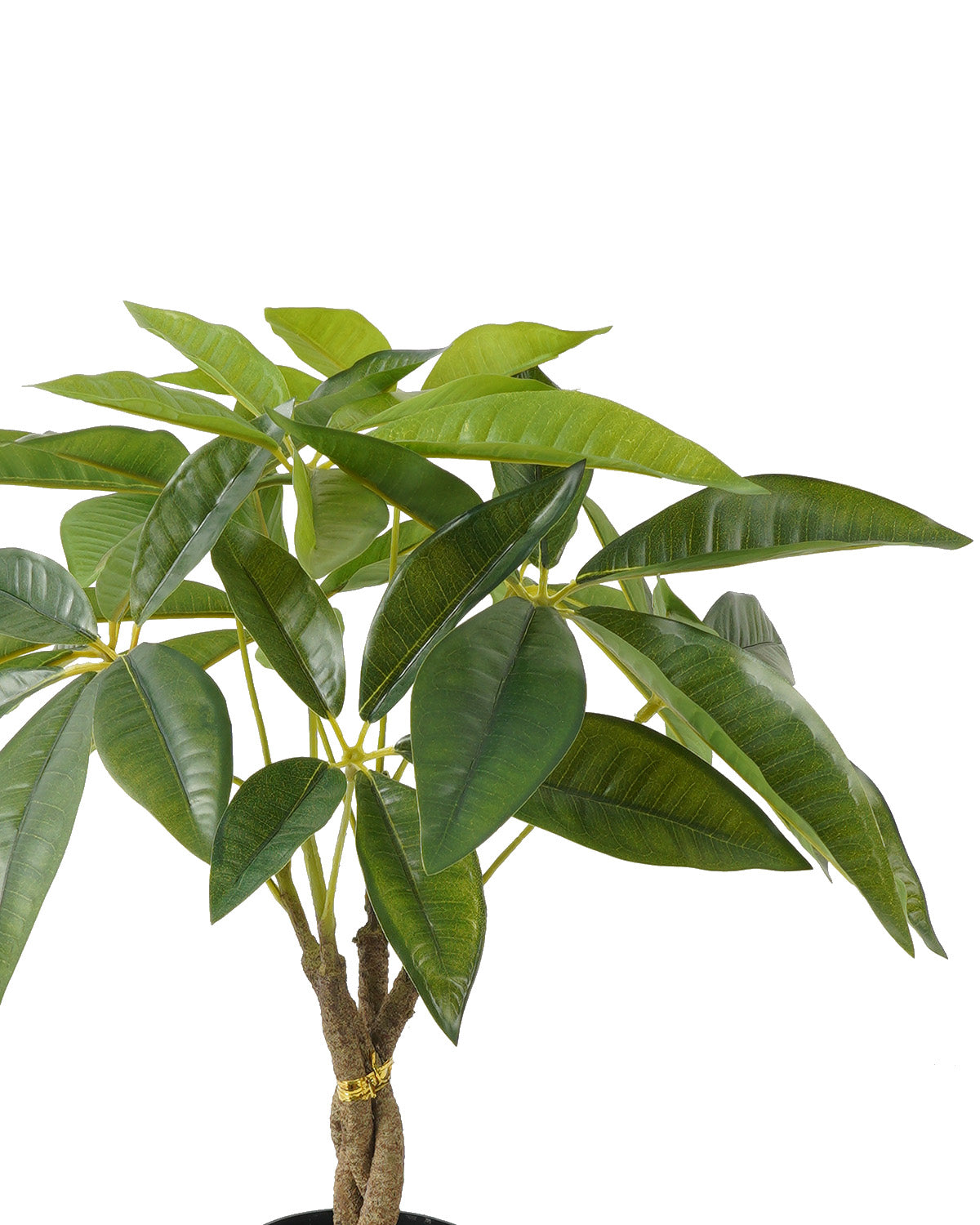 Pachira (42 Cm)
