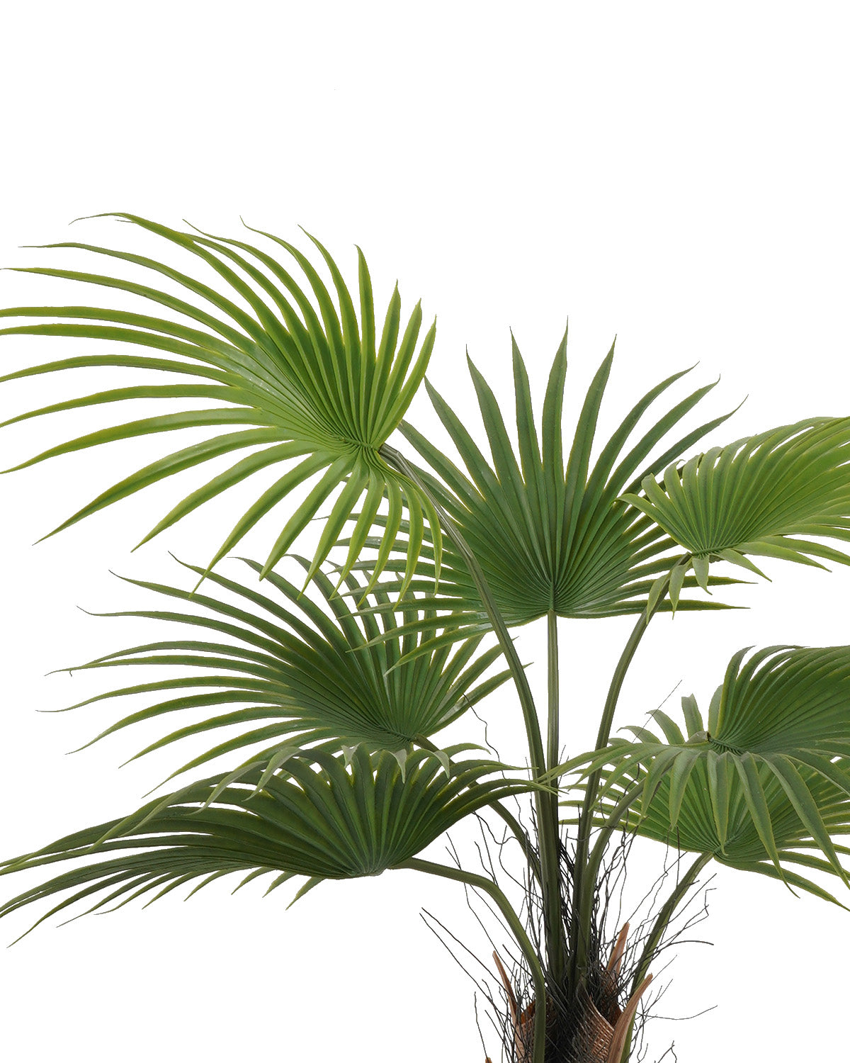 Palmera Abanico (88 Cm)