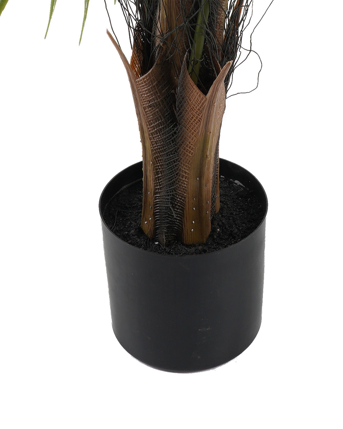 Palmera Abanico (88 Cm)