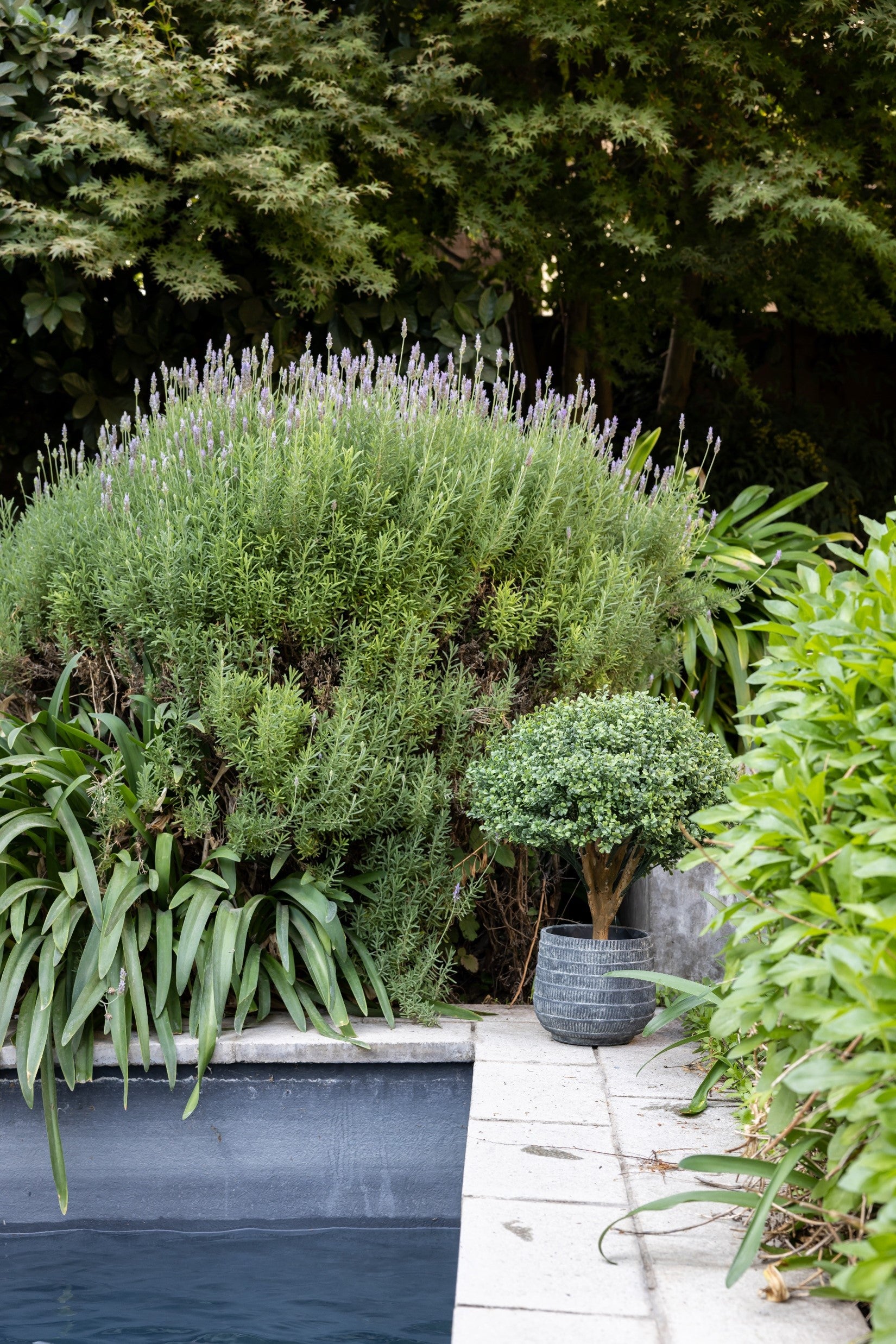 BOJ - JARDIN - PLANTAS CON FILTRO UV