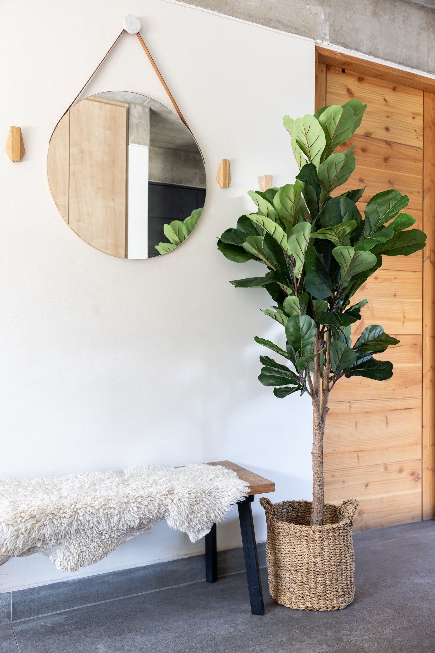 FICUS LYRATA 180CMS