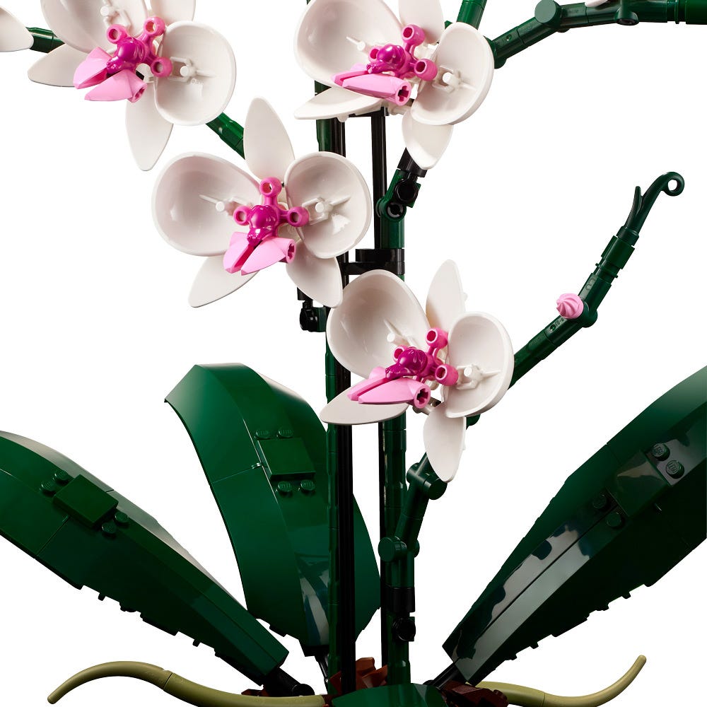 ORQUIDEAS