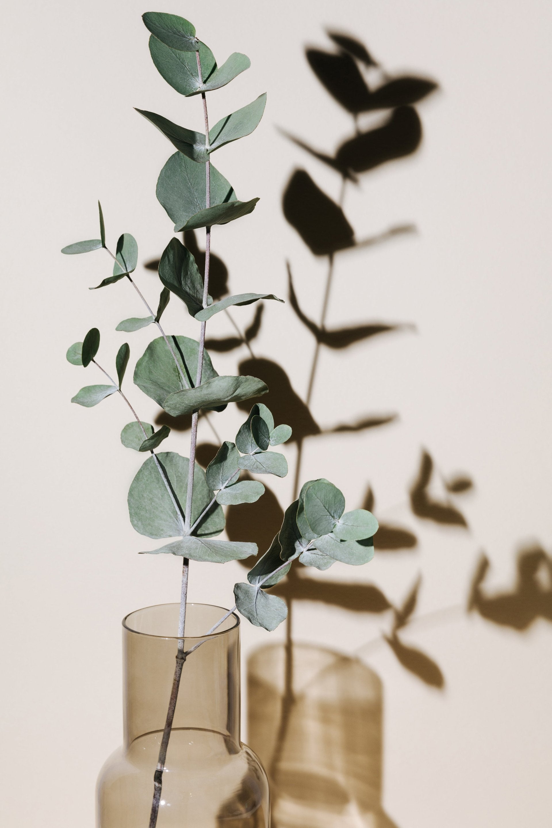 VARA EUCALIPTUS 114CMS