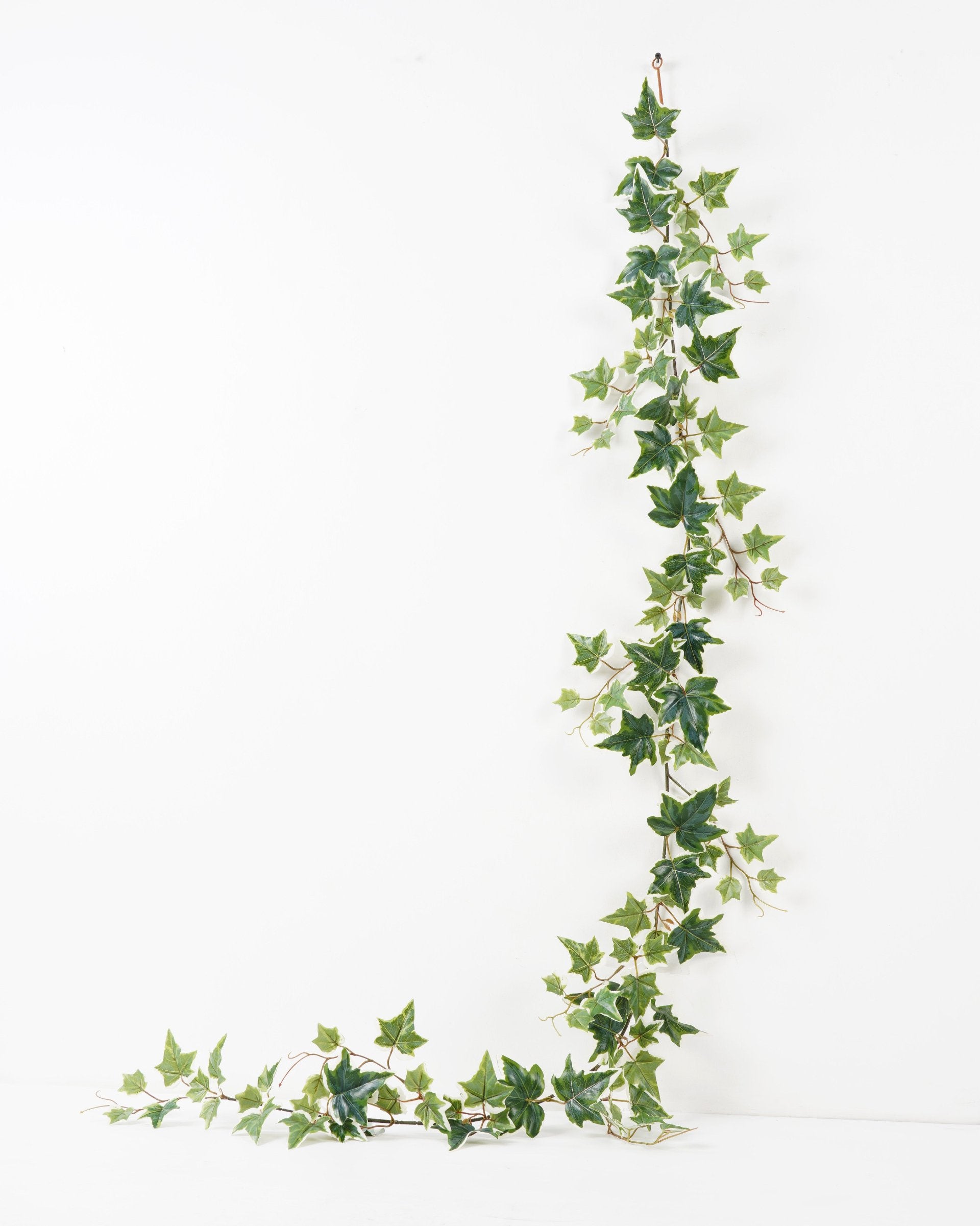 ENREDADERA HIEDRA - JARDINES DECORATIVOS
