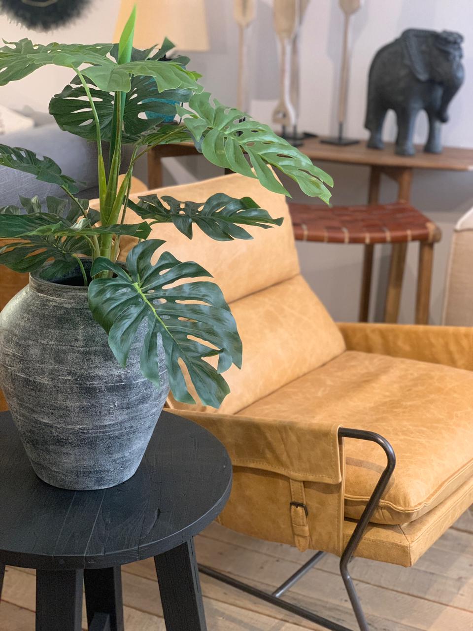 MONSTERA (74 cms.)