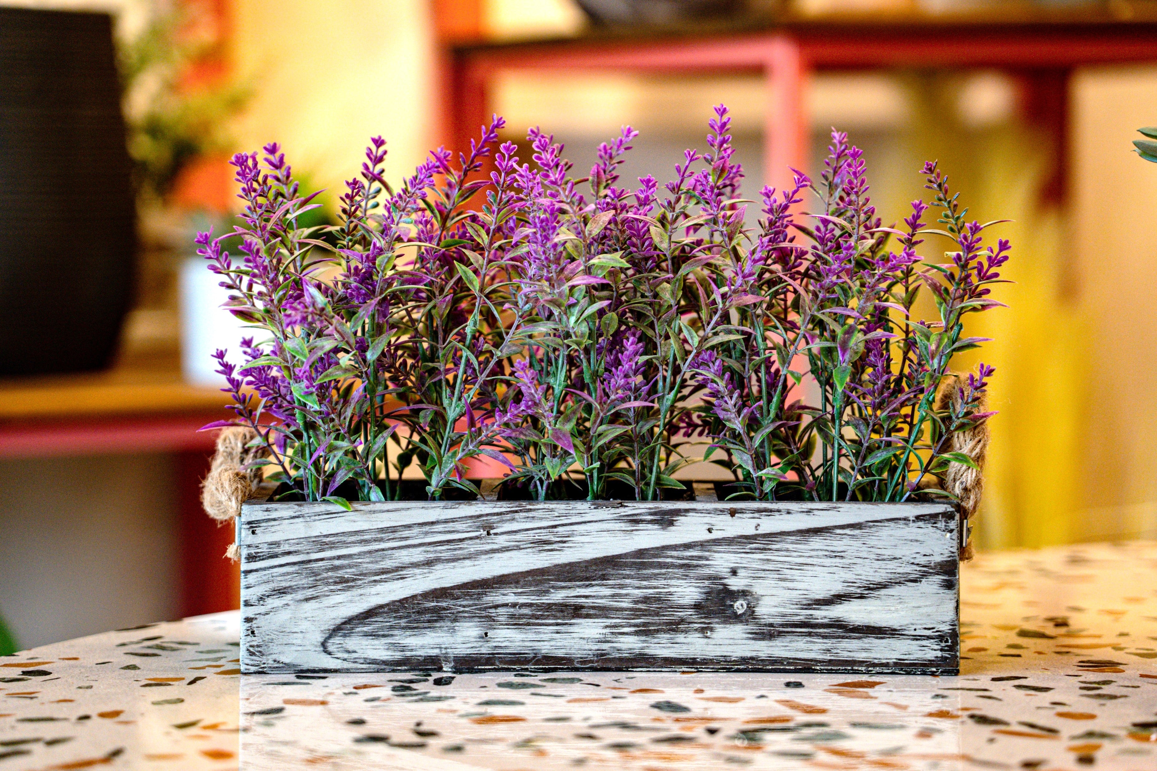 LAVANDA | MACETERO MADERA RECTANGULAR (21 cms.)