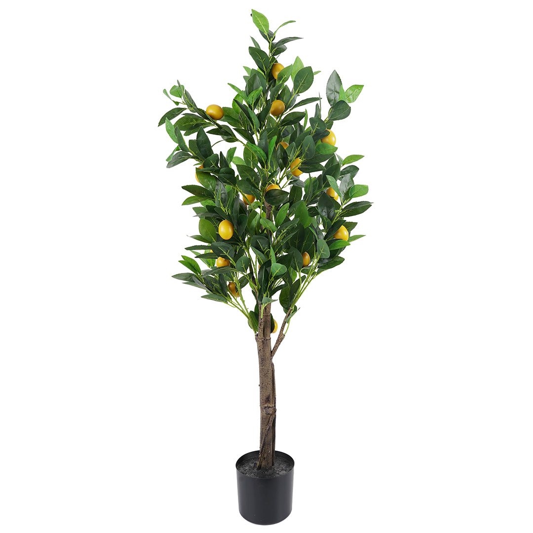 LIMÓN (120 cms.)