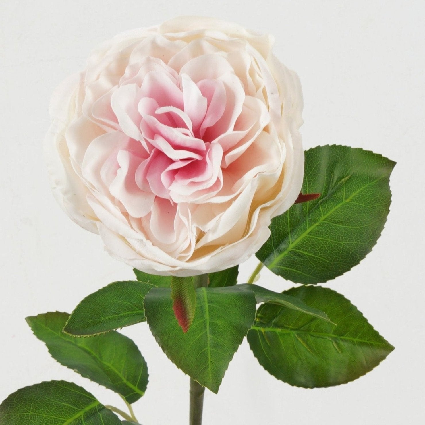 ROSA ROSADA 65CMS