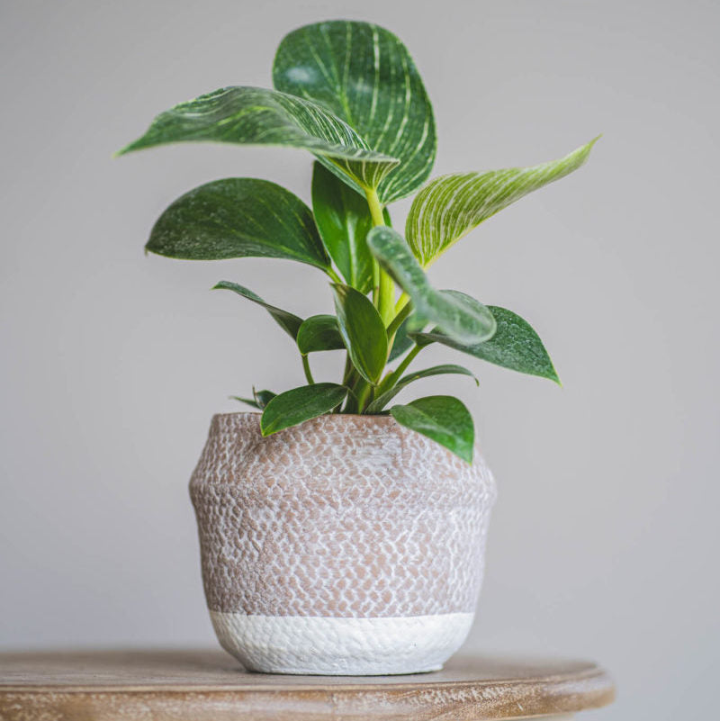 MACETERO CHILCO XS 13cms