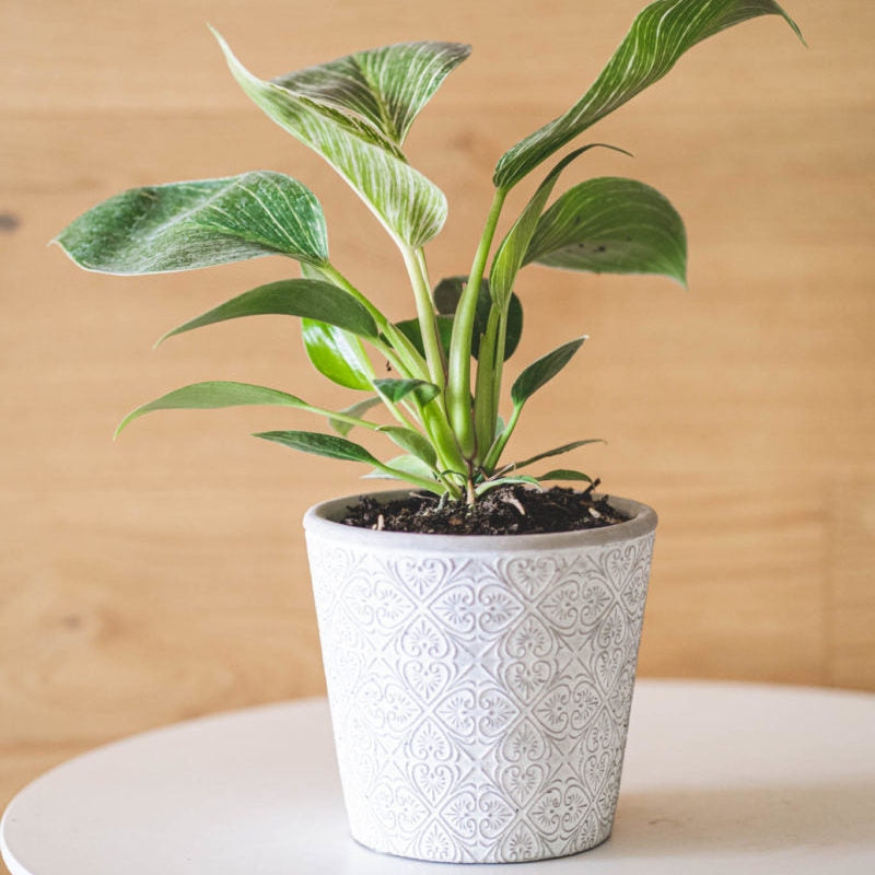 Macetero Laurel M (23 Cm)