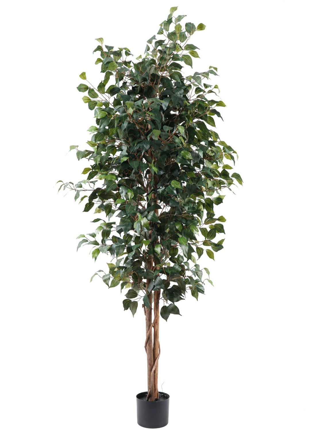 Ficus 180 CM