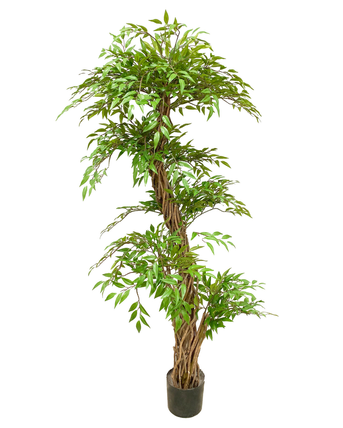 Ficus Trenzado 160 CM, Con Filtro UV