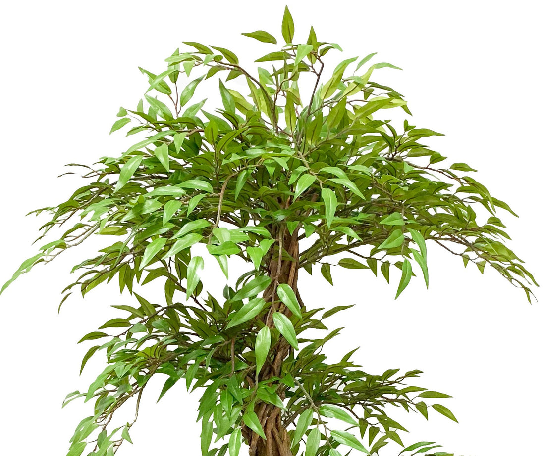 Ficus Trenzado 160 CM, Con Filtro UV