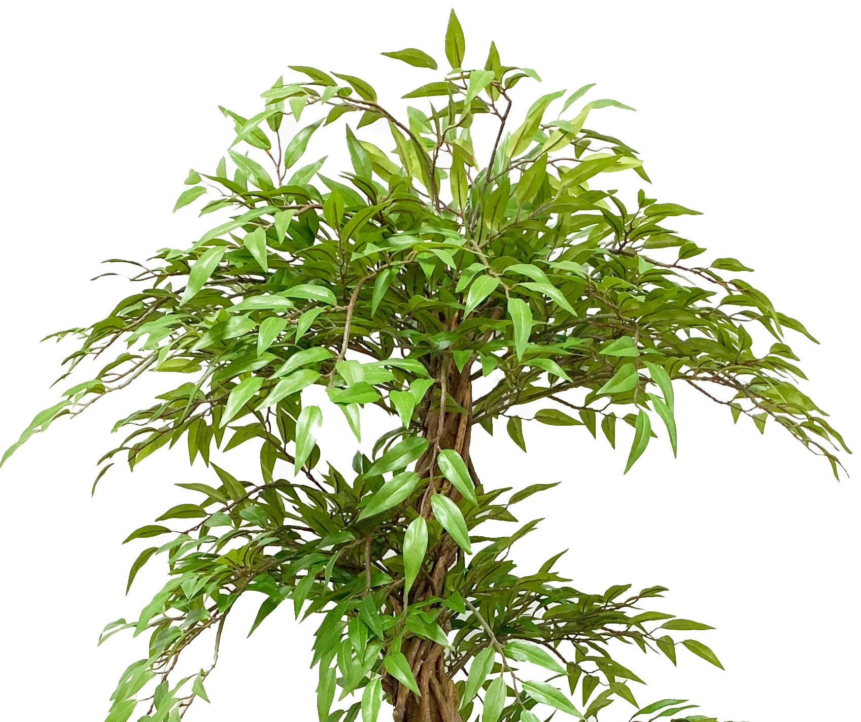 Ficus Trenzado Con Filtro Uv (160 Cm)