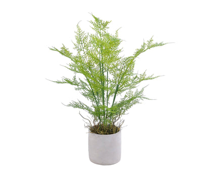 HELECHO VERDE | MACETERO CEMENTO (58 cms.)