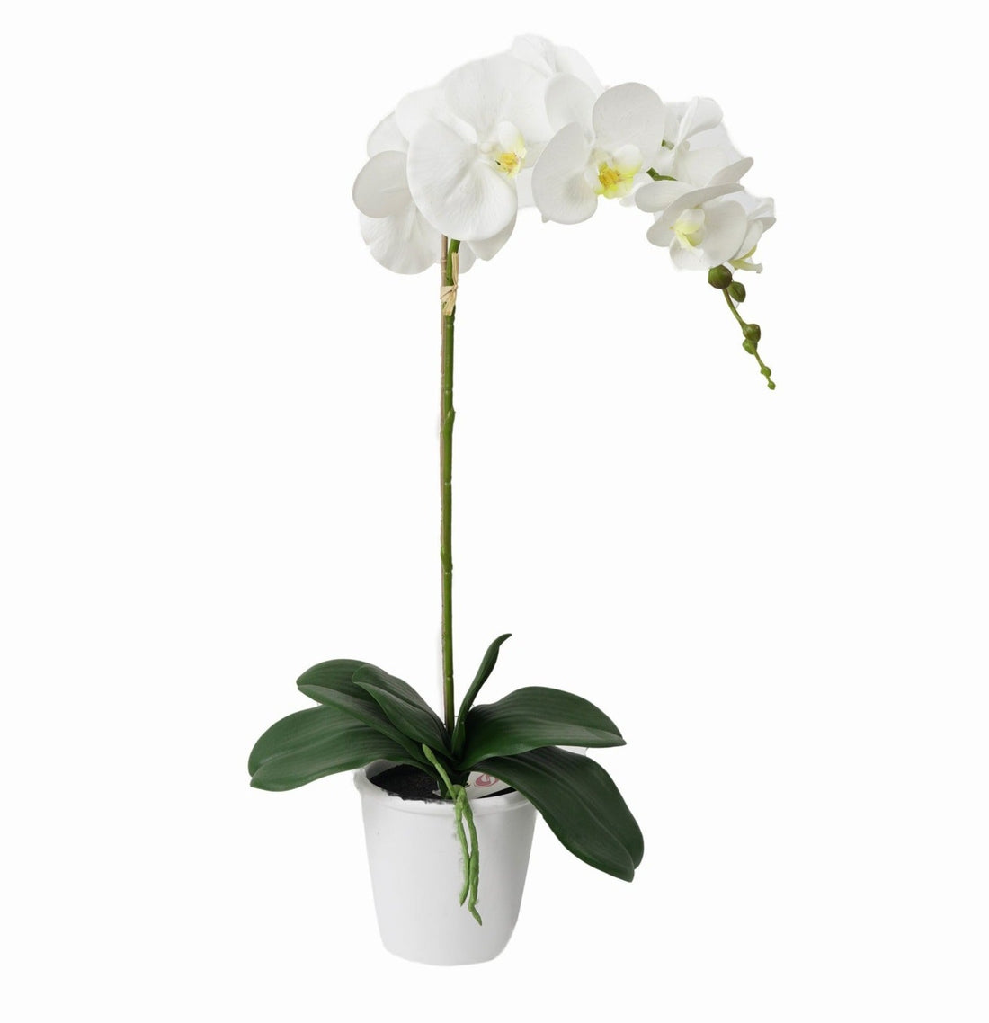 Orquidea Blanca Con Macetero (63 Cm)
