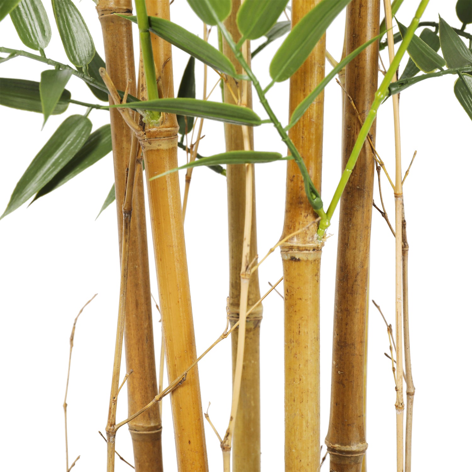 Bamboo 120cms, con filtro UV