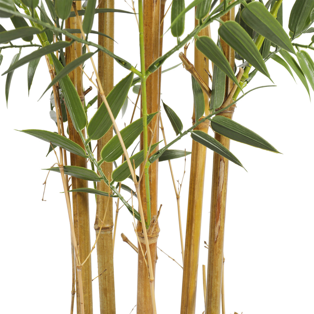 Bamboo 150cms, con filtro UV