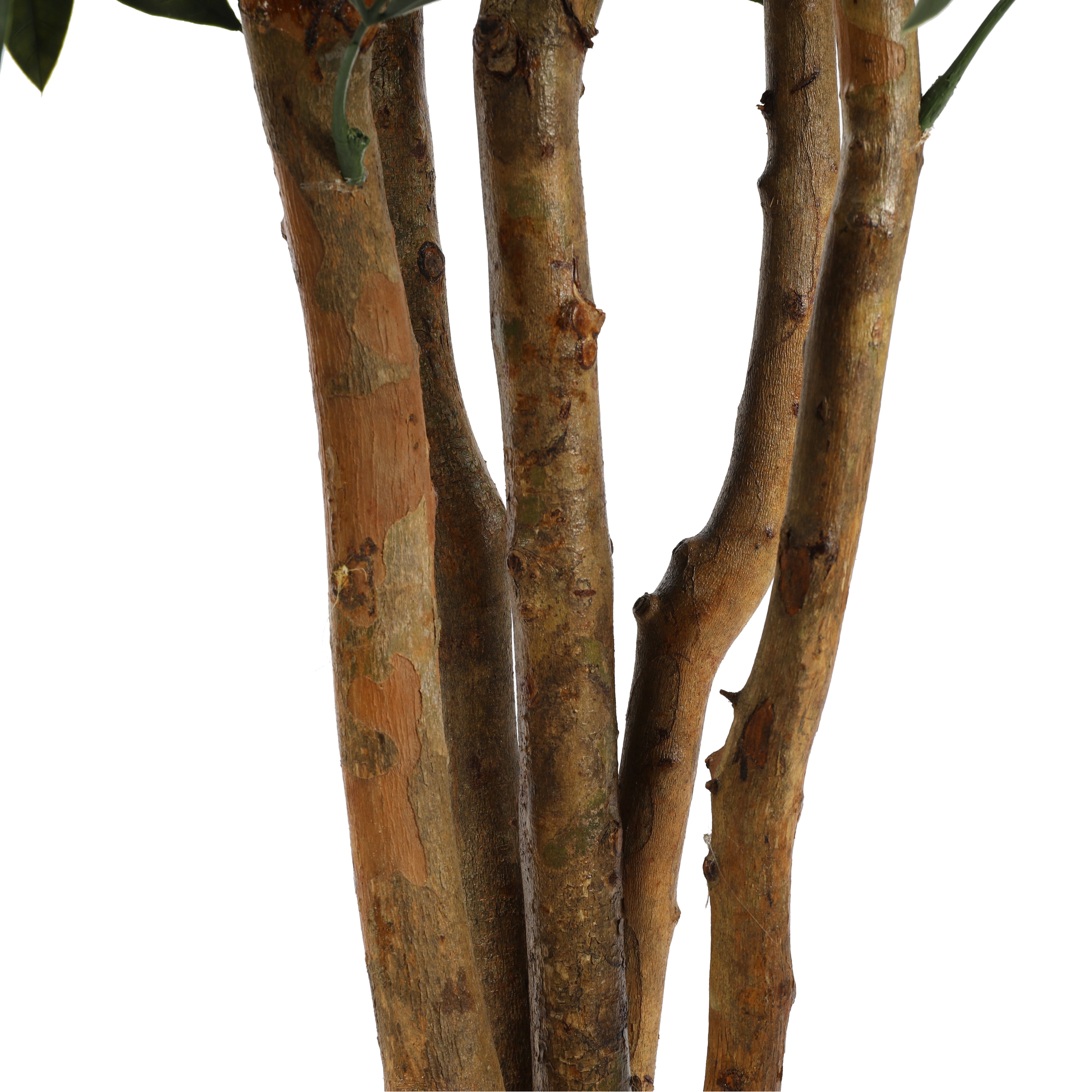 Ficus Premium 150cms, con filtro UV