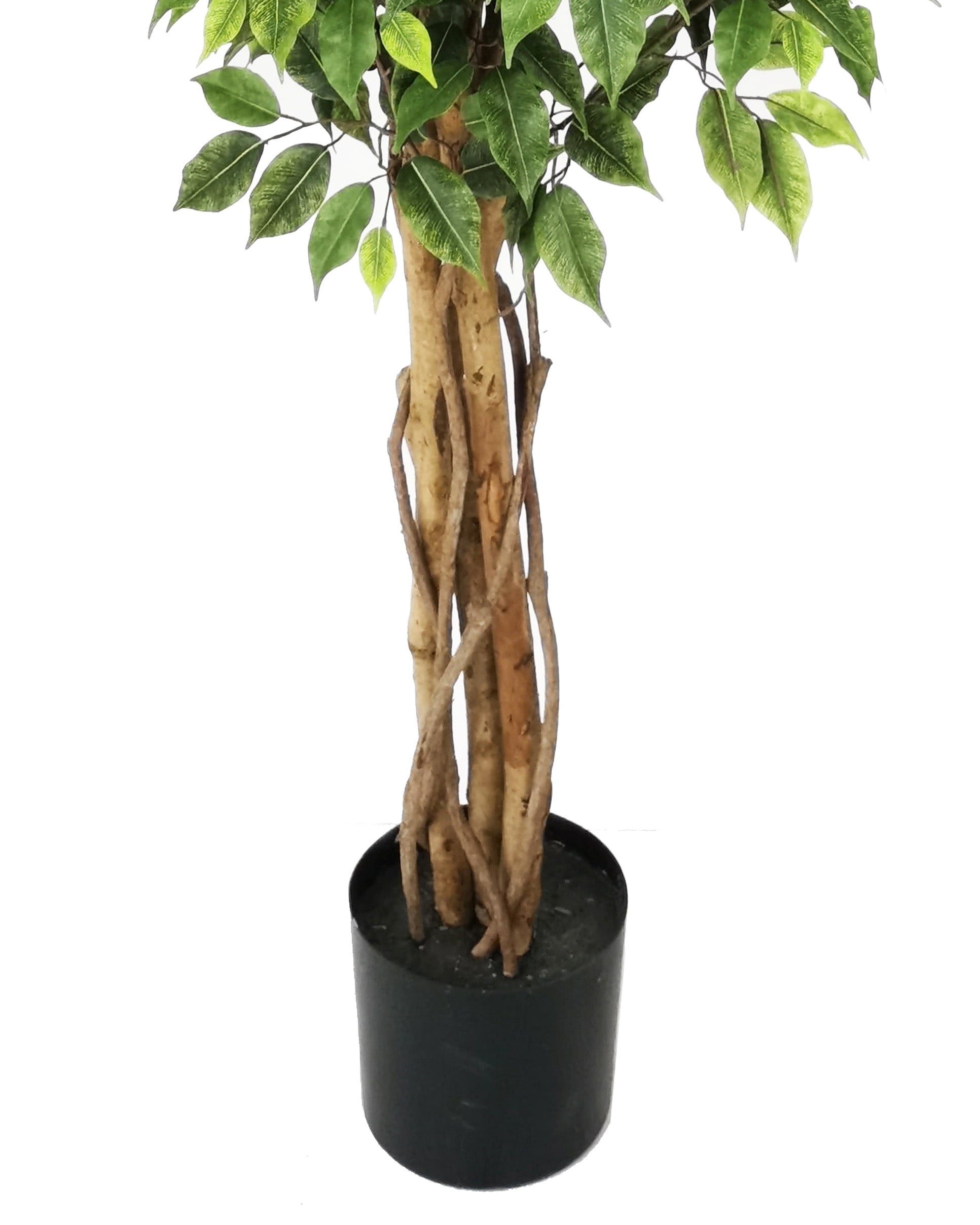 Ficus Benjamina Con Filtro Uv (180 Cm)