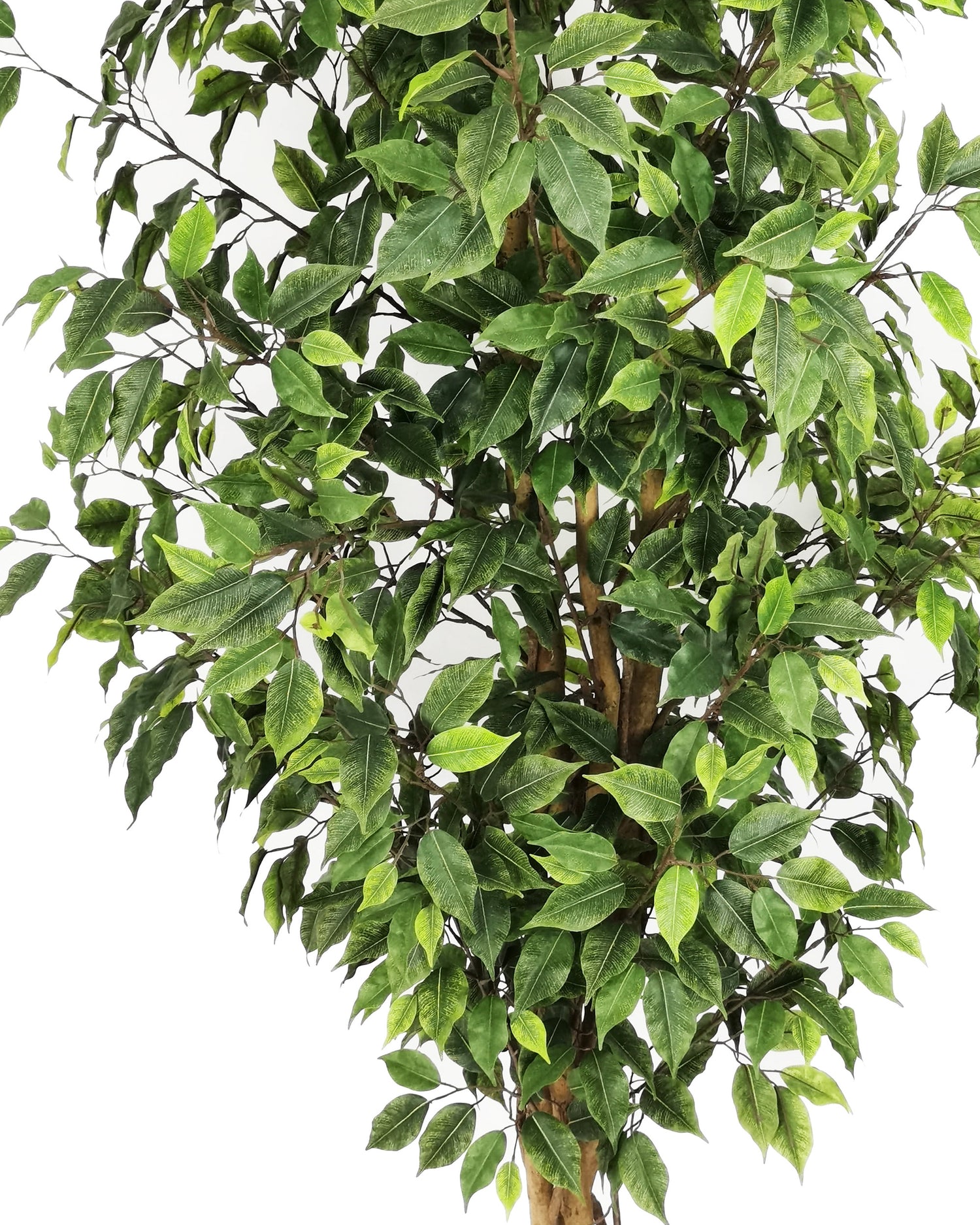 Ficus Benjamina Con Filtro Uv (180 Cm)