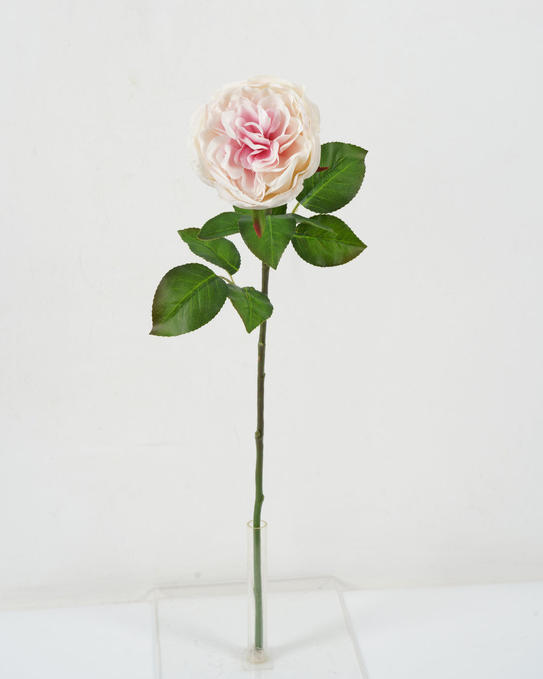 Rosa Rosada (65 Cm)